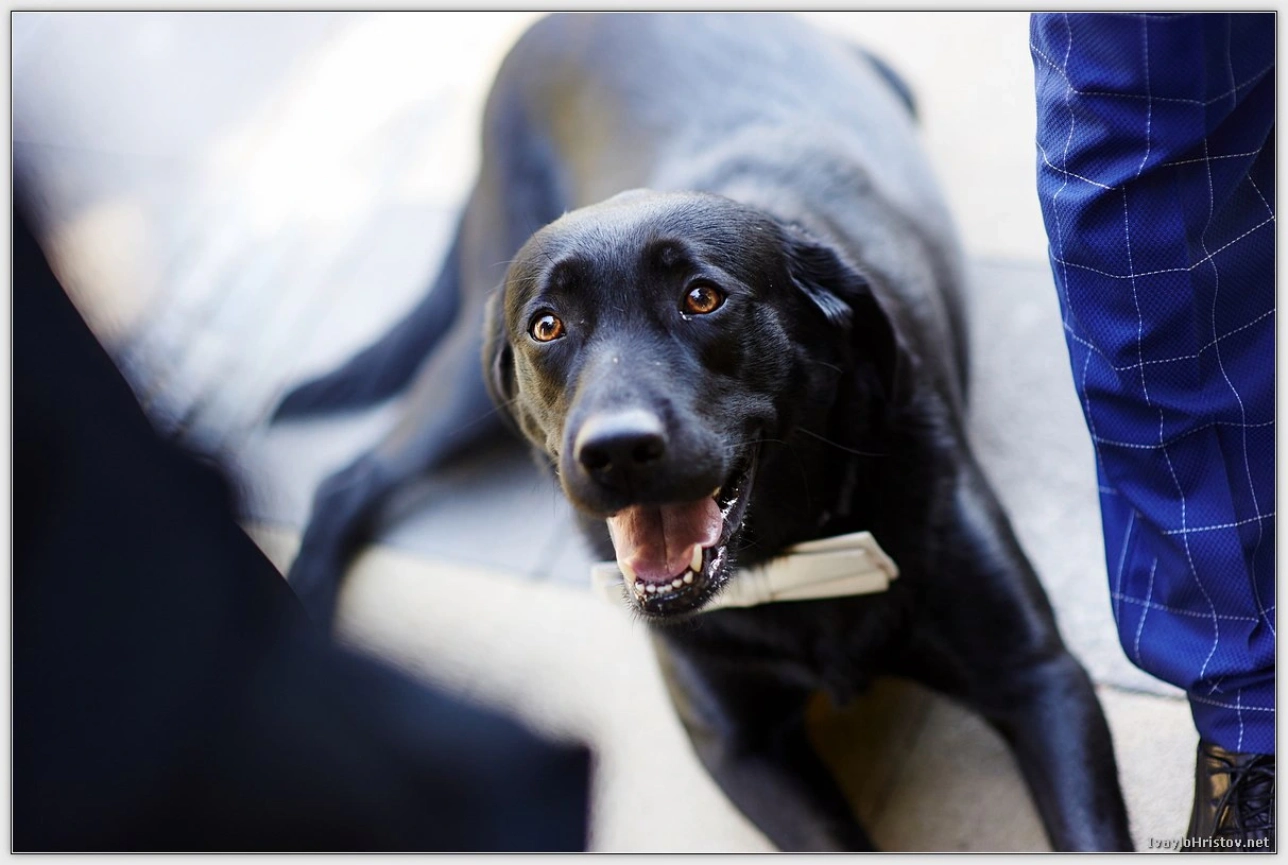 svatbena-fotografiya-kd-0196