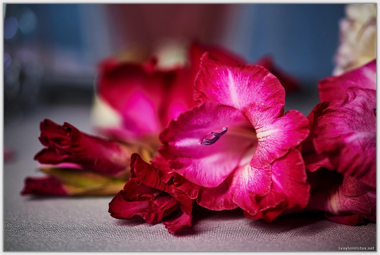 svatbena-fotografiya-ik-0211