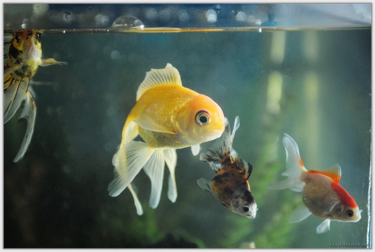 ralica-svetozar-033-2014