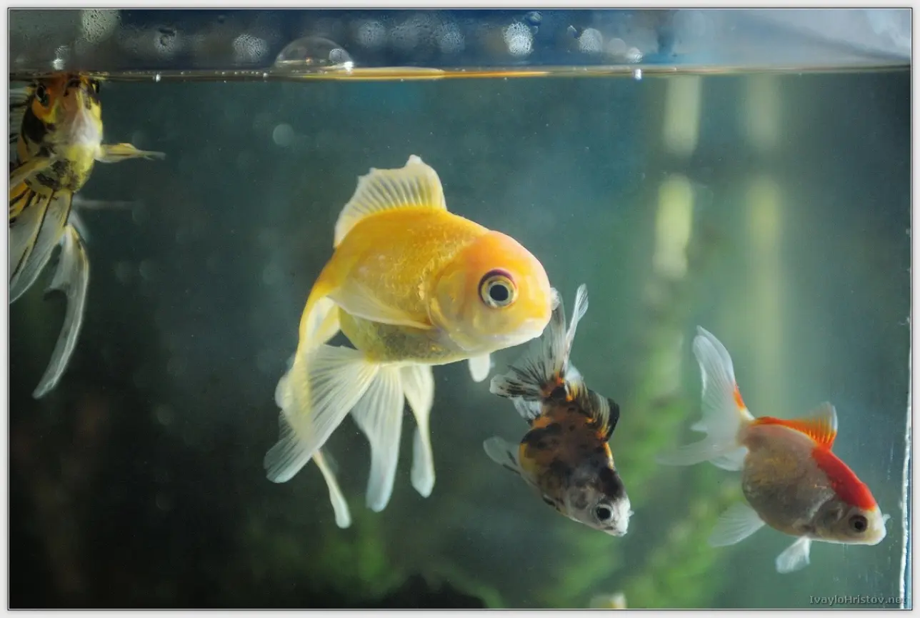 Ralica_Svetozar_033_2014